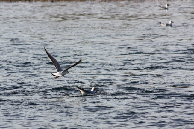 uccelli del fiume Ticino